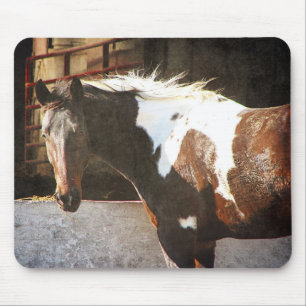 Pinto Horse Musmatta
