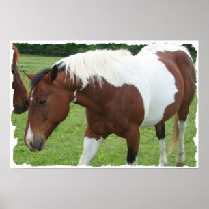 Pinto Horse Poster