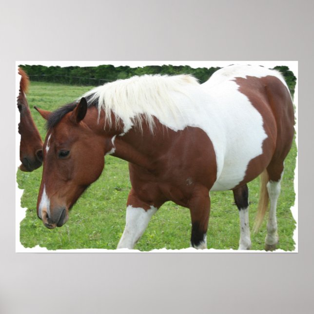 Pinto Horse Poster (Framsidan)
