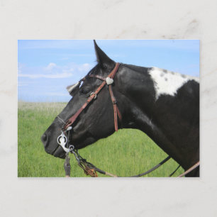 PINTO HORSE POSTKORT VYKORT