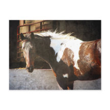 Pinto Horse