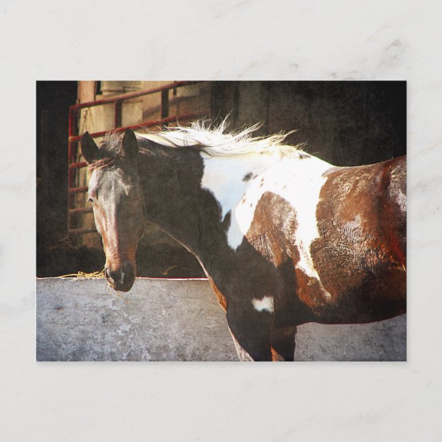 Pinto Horse Vykort (Framsida)