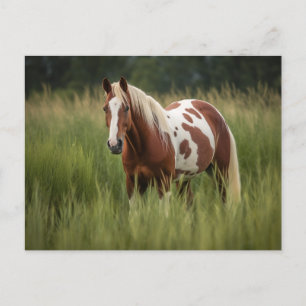 Pinto Horse Vykort