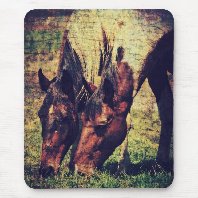 Pinto Horses Musmatta (Framsidan)