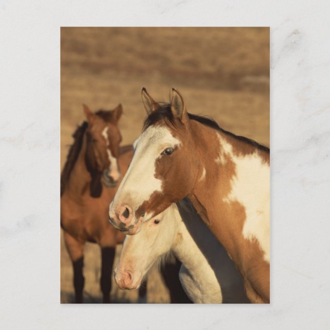 Pinto in Herd Vykort (Framsida)