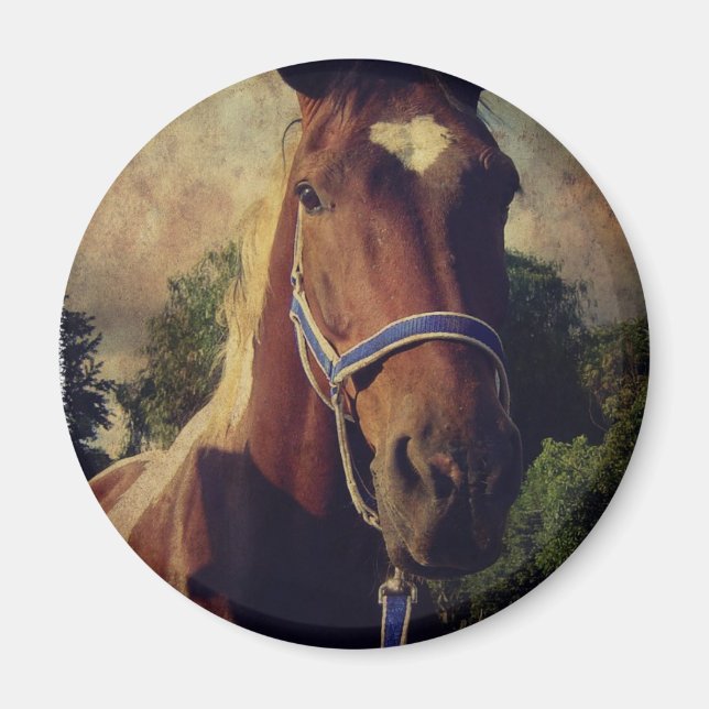 Pinto Magnet (Framsidan)