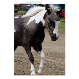 Pinto Mini Horse Hälsningskort