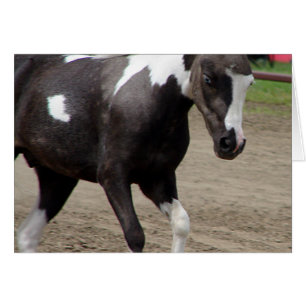 Pinto Mini Horse Hälsningskort