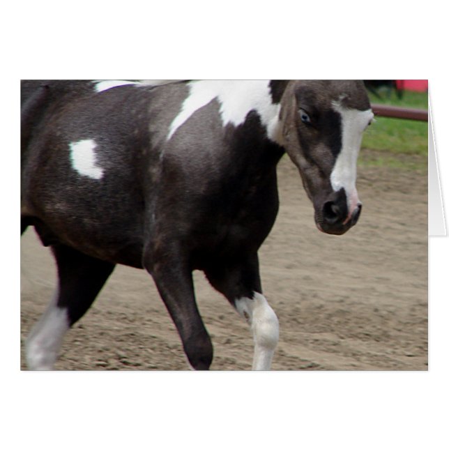 Pinto Mini Horse Hälsningskort (Framsidan Horizontal)