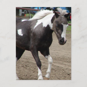 Pinto Mini Horse Vykort