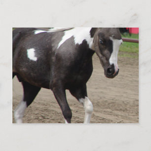Pinto Mini Horse Vykort