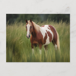 Pinto Mustang Horse in Tall Grass Vykort