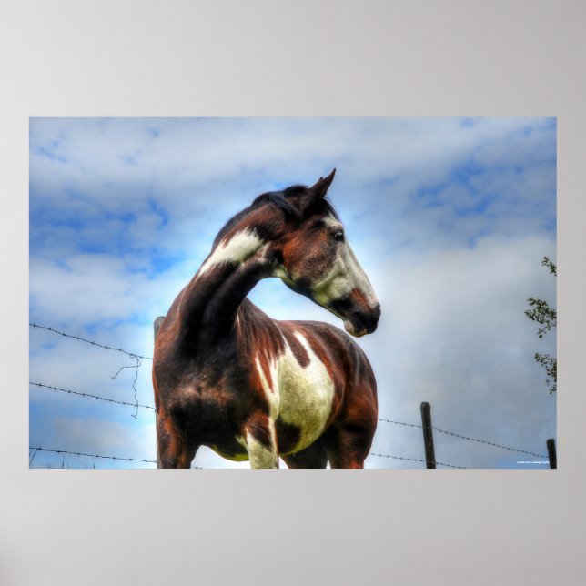 Pinto Paint & Clouds Ranch Horse Equine Photo Poster (Framsidan)