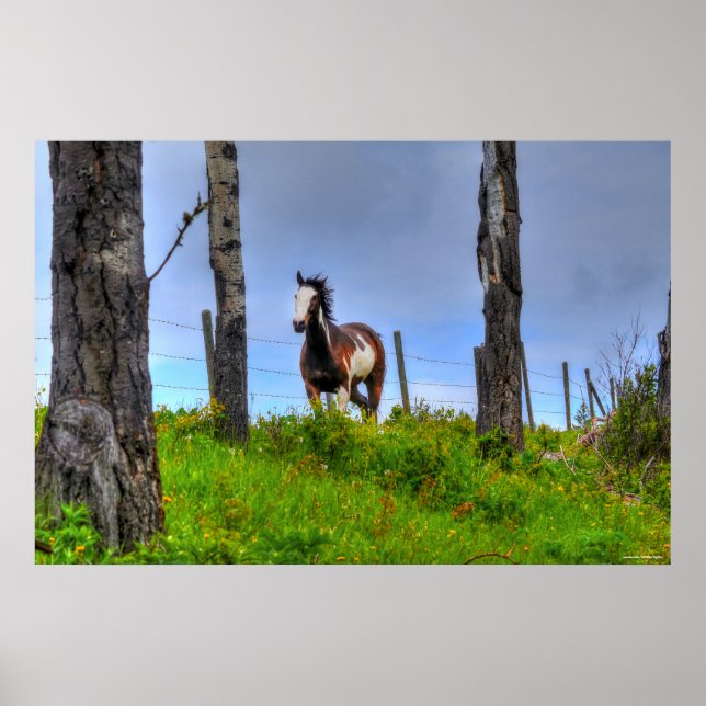 Pinto Paint, Fenceline & Clouds Ranch Horse Photo Poster (Framsidan)