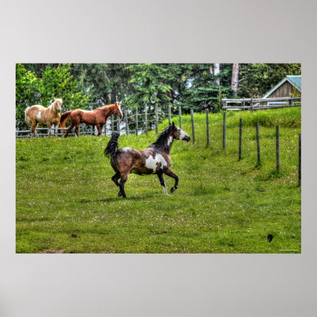 Pinto Paint & Herd Ranch Horse Equine Photo Poster (Framsidan)