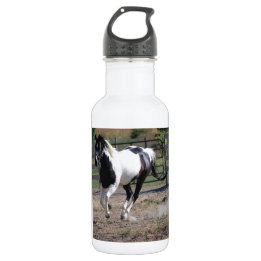 Pinto Paint Horse