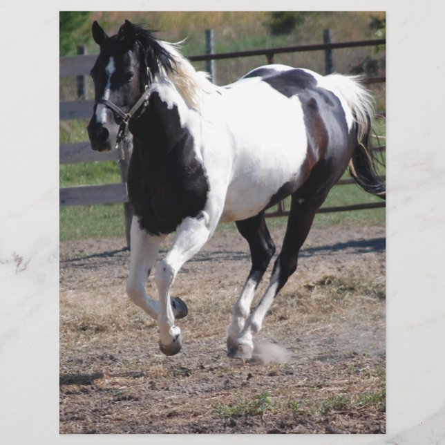 Pinto Paint Horse (Framsida)