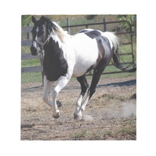Pinto Paint Horse Anteckningsblock (Framsida)