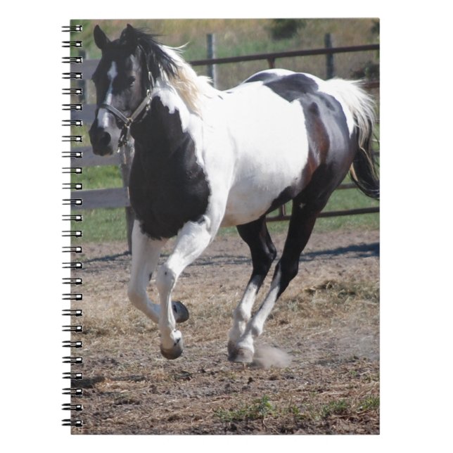 Pinto Paint Horse Anteckningsbok Med Spiral (Framsidan)