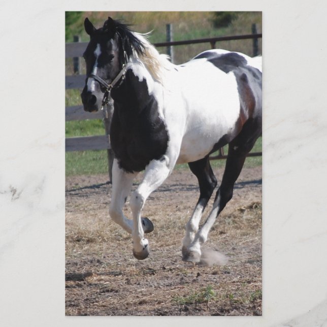 Pinto Paint Horse Brevpapper (Framsida)