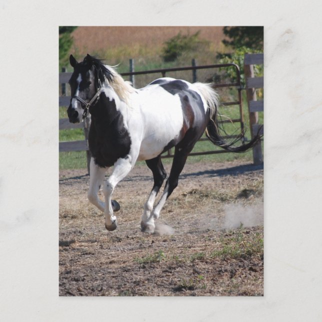 Pinto Paint Horse Vykort (Framsida)