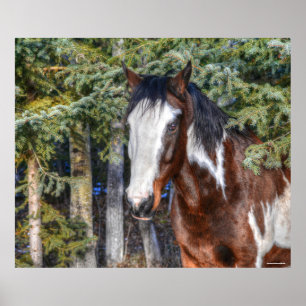 Pinto Paint Stallion & Evergreen Träd Poster