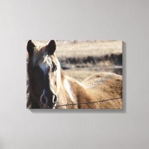 Pinto Pony Canvastryck