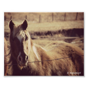 Pinto Pony Fototryck