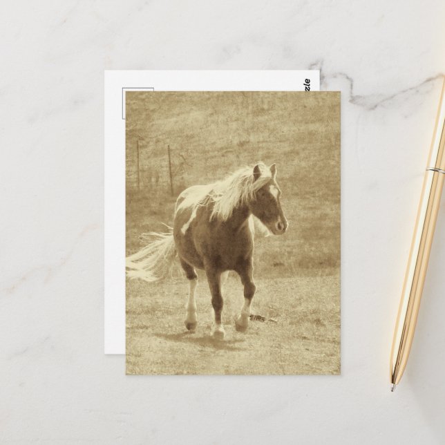 Pinto Pony i Sepia Vykort (Fram/Back In Situ)