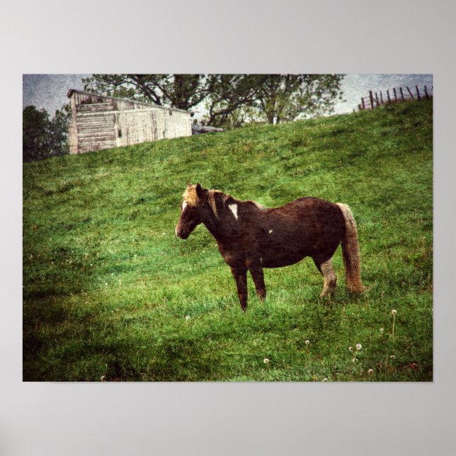 Pinto Pony in Pasture Poster (Framsidan)