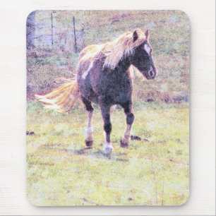 Pinto Pony Musmatta