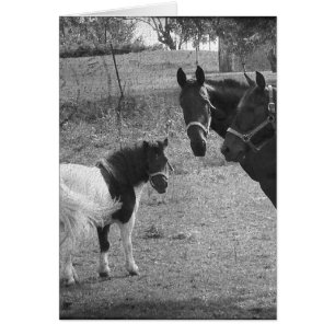 Pinto Pony och Horses Hälsningskort
