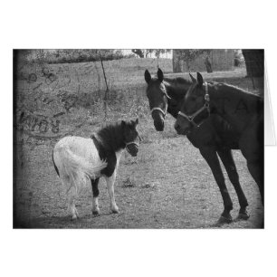 Pinto Pony och Horses Hälsningskort
