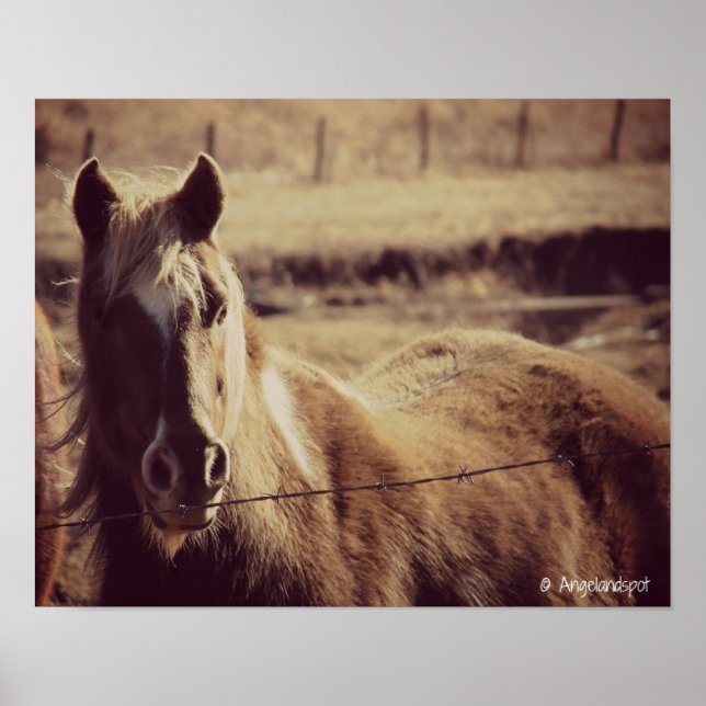 Pinto Pony Poster (Framsidan)