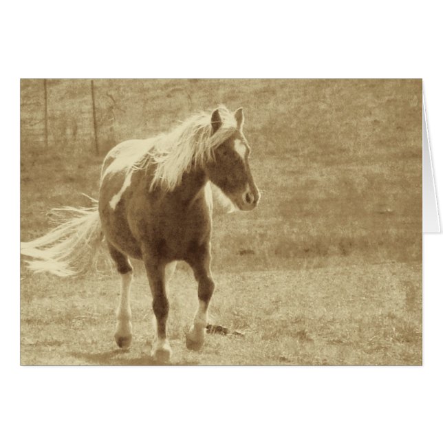 Pinto Pony Sepia Grunge Hälsningskort (Framsidan Horizontal)