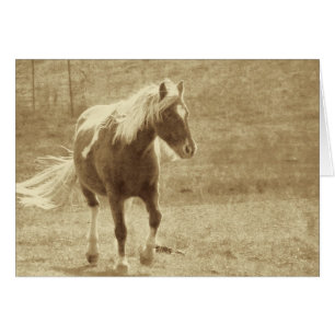 Pinto Pony Sepia Hälsningskort