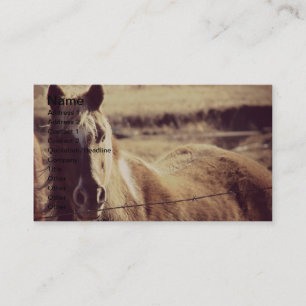 Pinto Pony Visitkort
