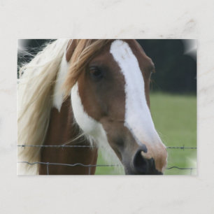 Pinto Pony-vykort Vykort