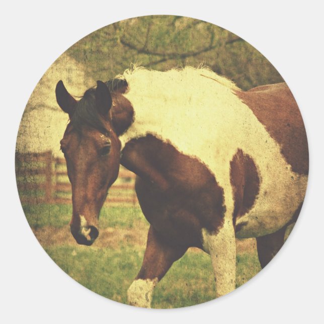 Pinto Runt Klistermärke (Framsida)