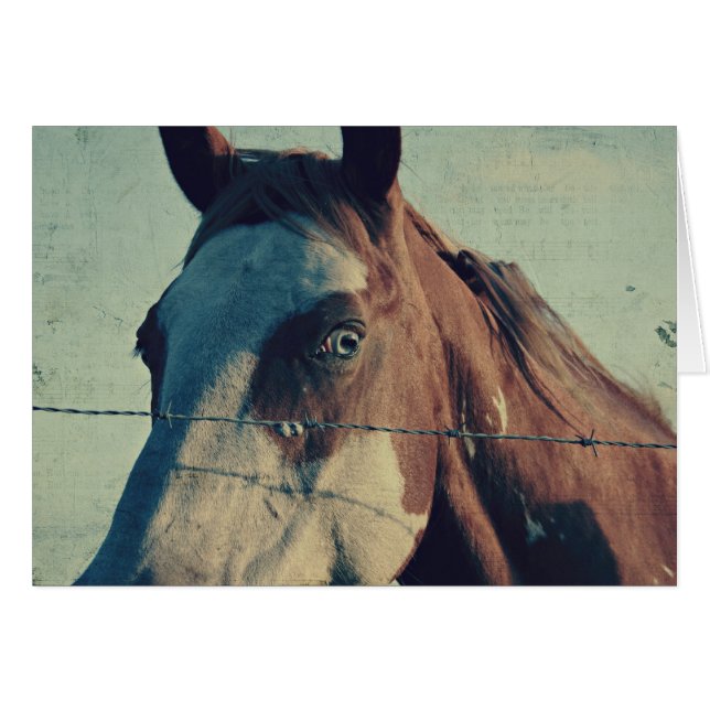 Pinto Sång Hälsningskort (Framsidan Horizontal)