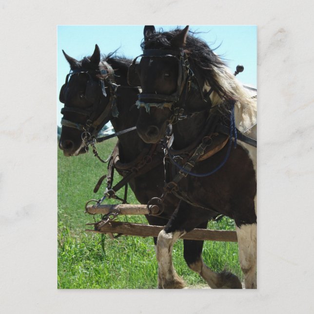 Pinto-utkast på arbetet vykort (Framsida)