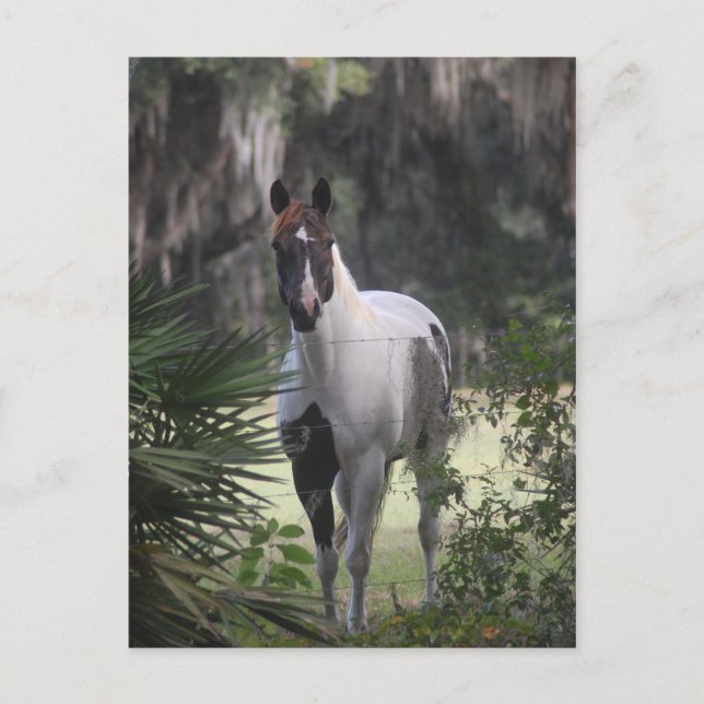 Pinto Vykort (Framsida)