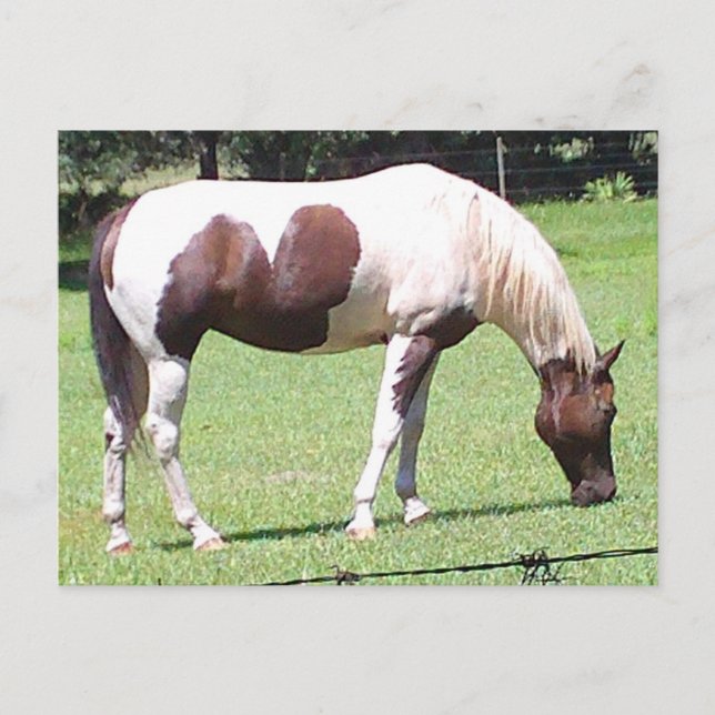 Pinto Vykort (Framsida)