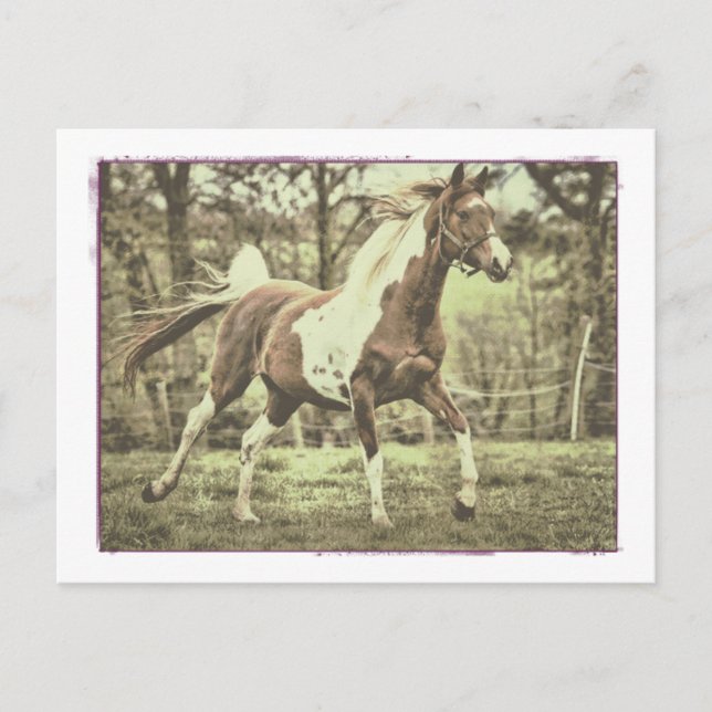 Pintoarab Vykort (Framsida)