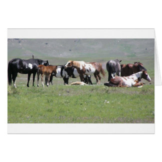 Pintoflock, South Dakota Hälsningskort