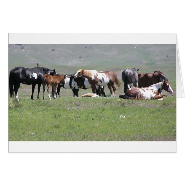 Pintoflock, South Dakota Hälsningskort (Framsidan Horizontal)