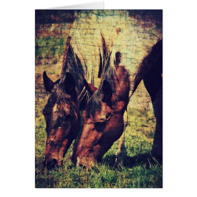 Pintos Hälsningskort (Framsidan)