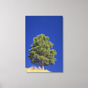 Pinyon gräs, edulis Pinus, Zion nationalpark, Uta Canvastryck