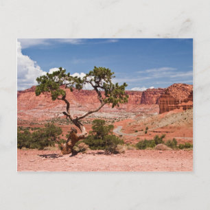 Pinyon Gräs Träd Vykort