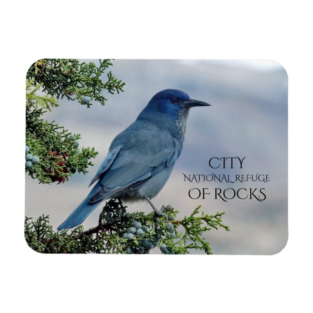 Pinyon Jay på Juniper, Sten, Idaho Magnet (Horisontell)